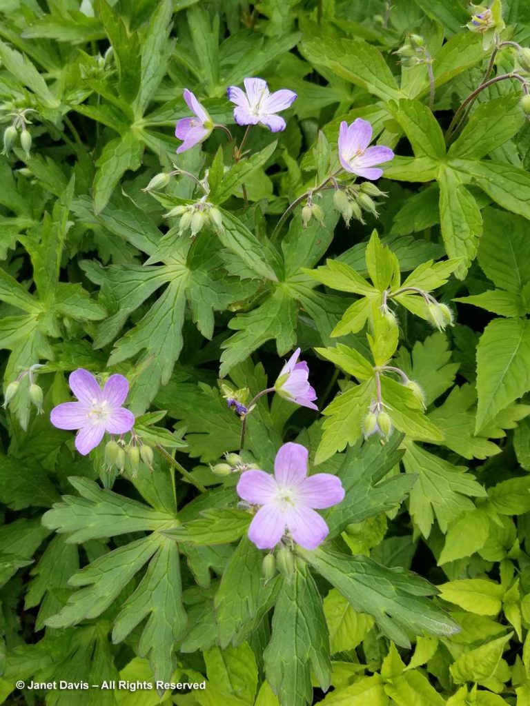 14-Wild geranium-Geranium maculatum | Janet Davis Explores Colour