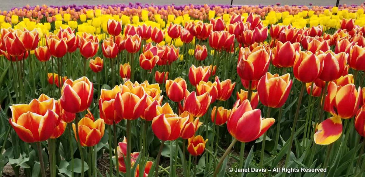 22-Tulipa ‘Denmark’-Abbotsford Tulip Festival | Janet Davis Explores Colour