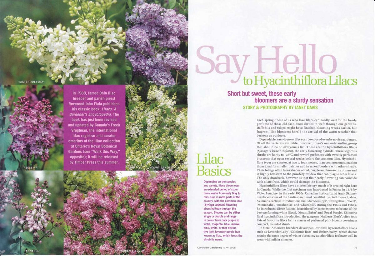 26b-Canadian Gardening-Magazine-Hyacinthiflora Lilacs-Janet Davis-May ...