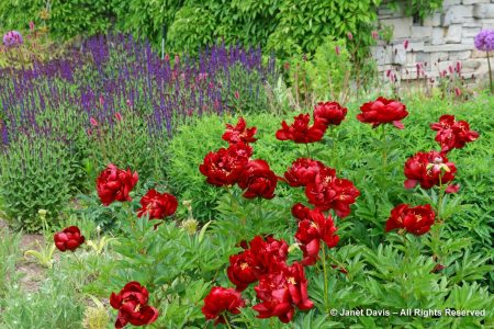 16-Paeonia ‘Buckeye-Belle’ with Salvia ‘Mainacht’-‘May Night’-Toronto ...