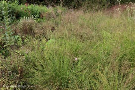 Evoking the Prairie at Chicago’s Lurie Garden | Janet Davis Explores Colour