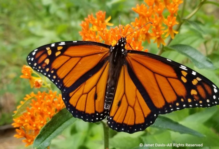 August 7-Monarch butterfly on Asclepias tuberosa | Janet Davis Explores ...