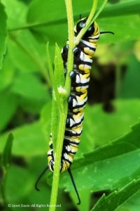 July 26-Monarch caterpillar prolegs | Janet Davis Explores Colour