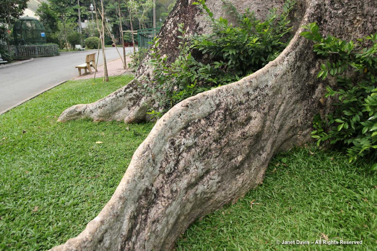 21-Tetrameles-Tung tree-Saigon Botanic Garden-Ho Chi Minh City | Janet ...