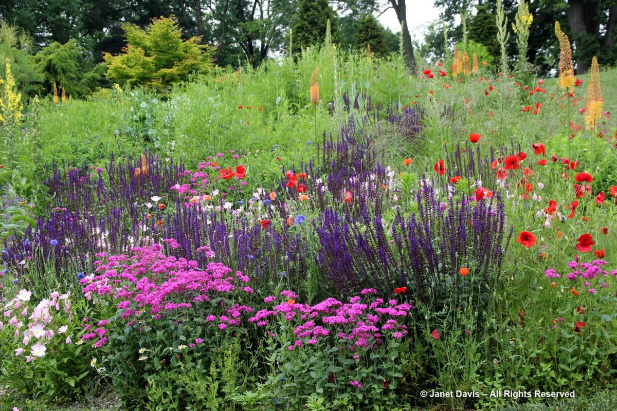 24-Salvia nemorosa ‘Caradonna’ in Rock Ledge Garden-Chanticleer | Janet ...