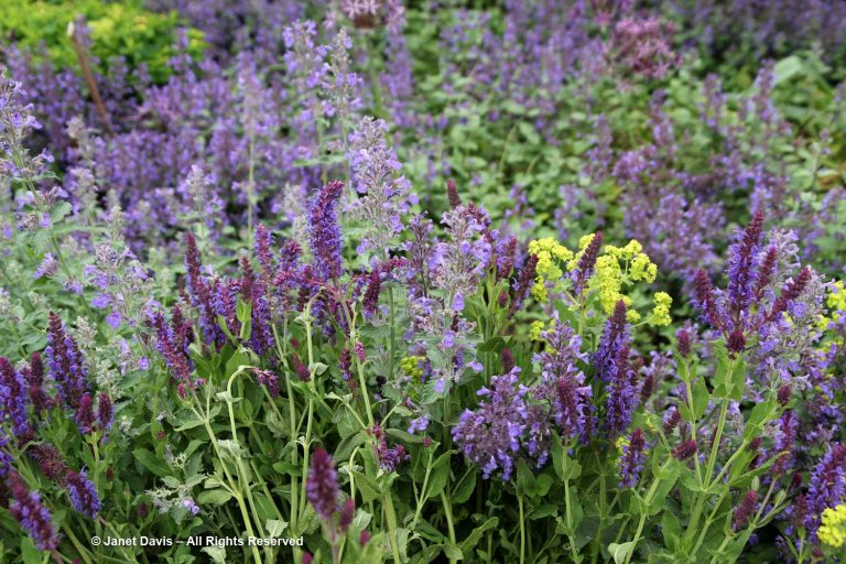 26-Salvia x sylvestris ‘Blauhugel’ ‘Blue Hill’ with Nepeta raceosa ...