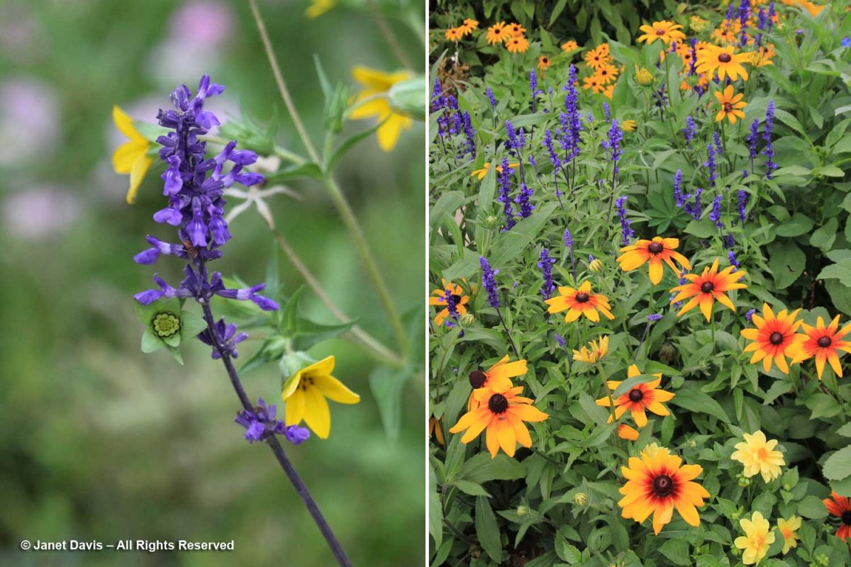 35-Salvia farinacea with Texas yellowstar (Lindheimera texana) and ...