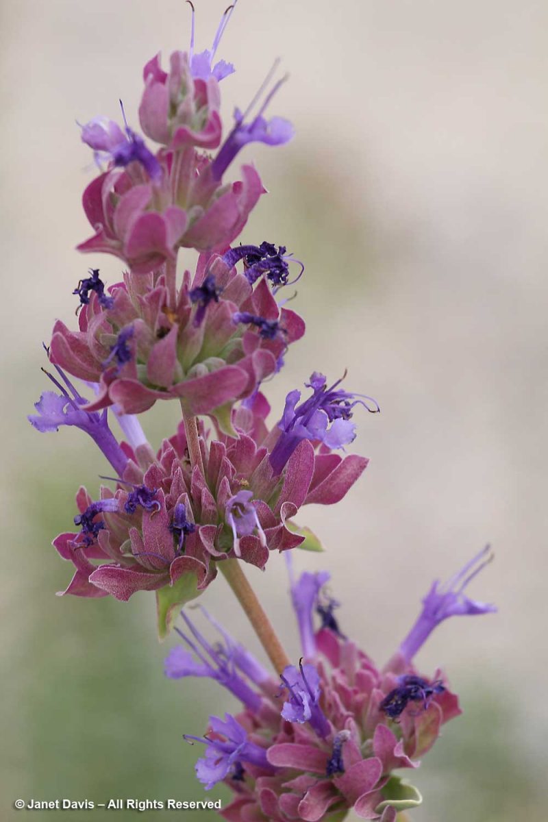 44-salvia Pachyphylla-mountain Desert Sage 