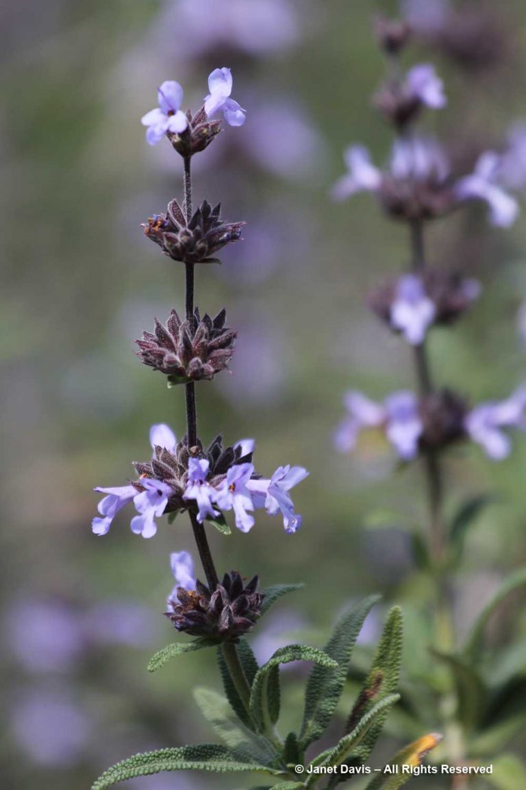 46-Salvia brandegeei-Santa Rosa Island sage | Janet Davis Explores Colour