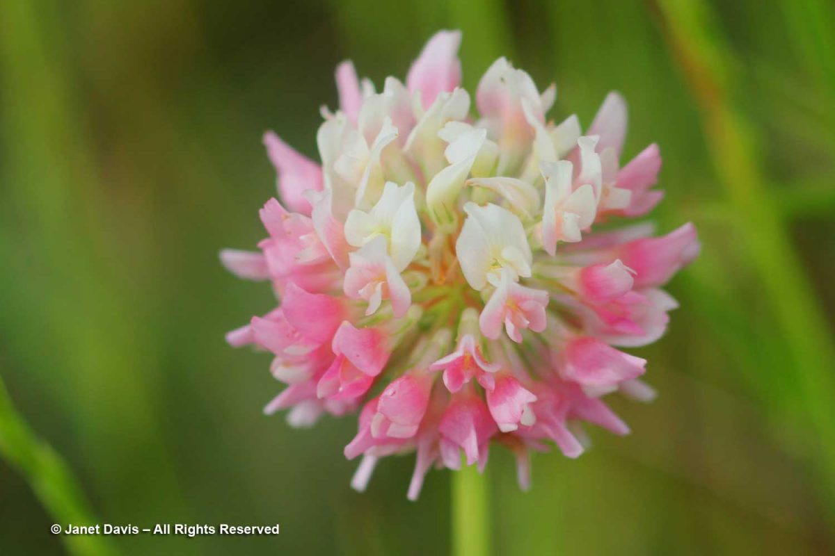 06-Alsike clover-Trifolium hybridum | Janet Davis Explores Colour