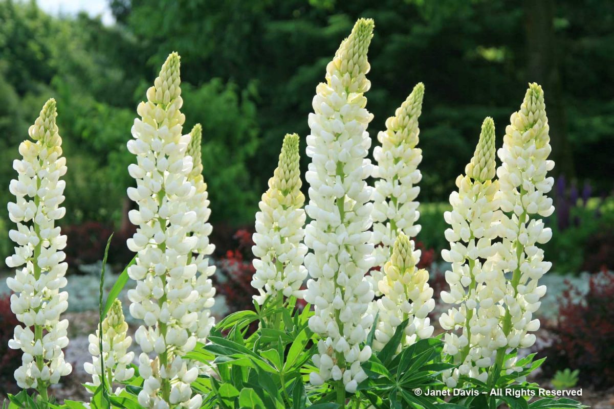 Miss Rumphius and the Lupines | Janet Davis Explores Colour