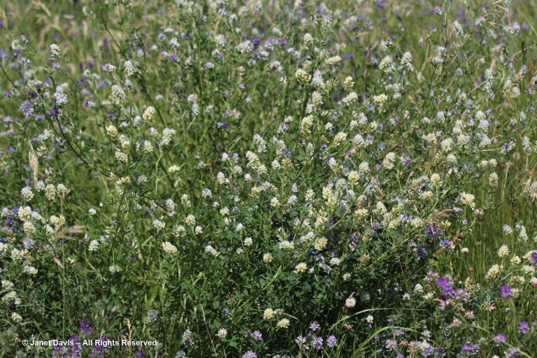 18-Medicago sativa-white alfalfa-Alberta | Janet Davis Explores Colour