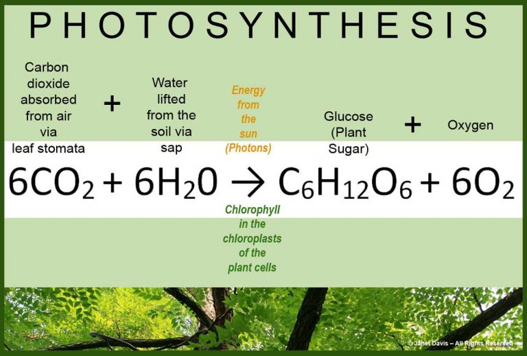 25-Photosynthesis-equation | Janet Davis Explores Colour