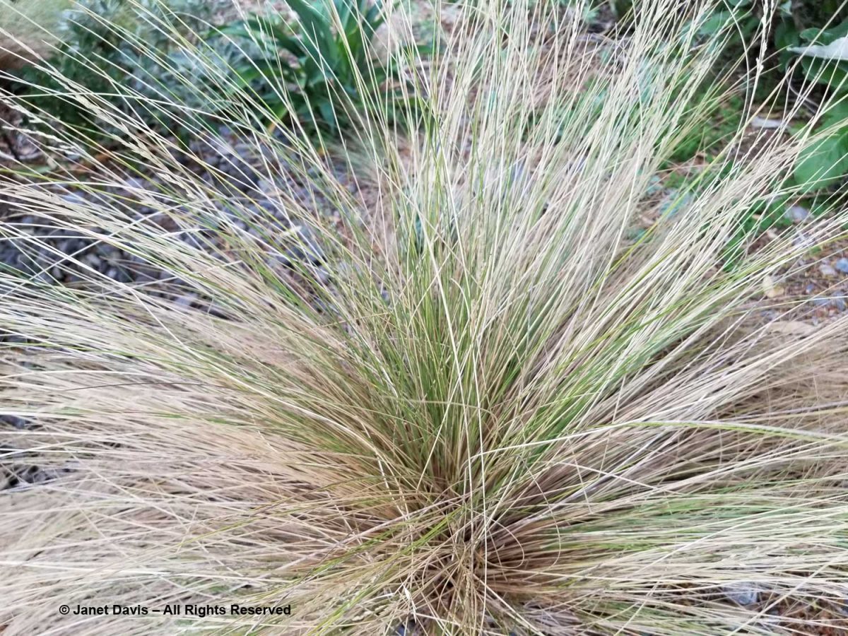 25-Poa cita-Silver tussock grass-Otari-Wilton’s Bush | Janet Davis ...