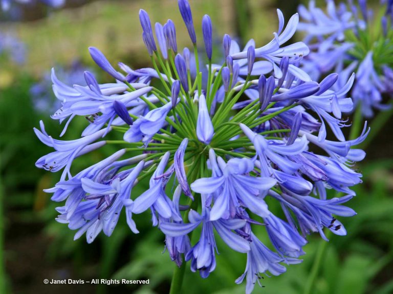 38-Agapanthus-blue lily-of-the-nile | Janet Davis Explores Colour