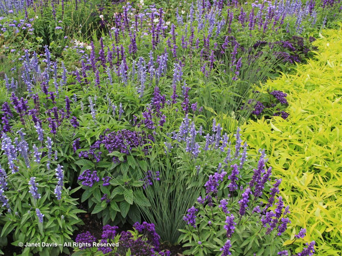 48-Salvia farinacea ‘Fairy Queen’ with Salvia-‘Evolutio and Ipomoea