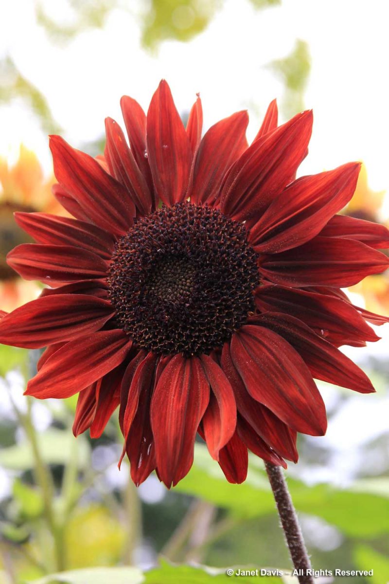 17-Helianthus Annuus-dark Red Sunflower | Janet Davis Explores Colour