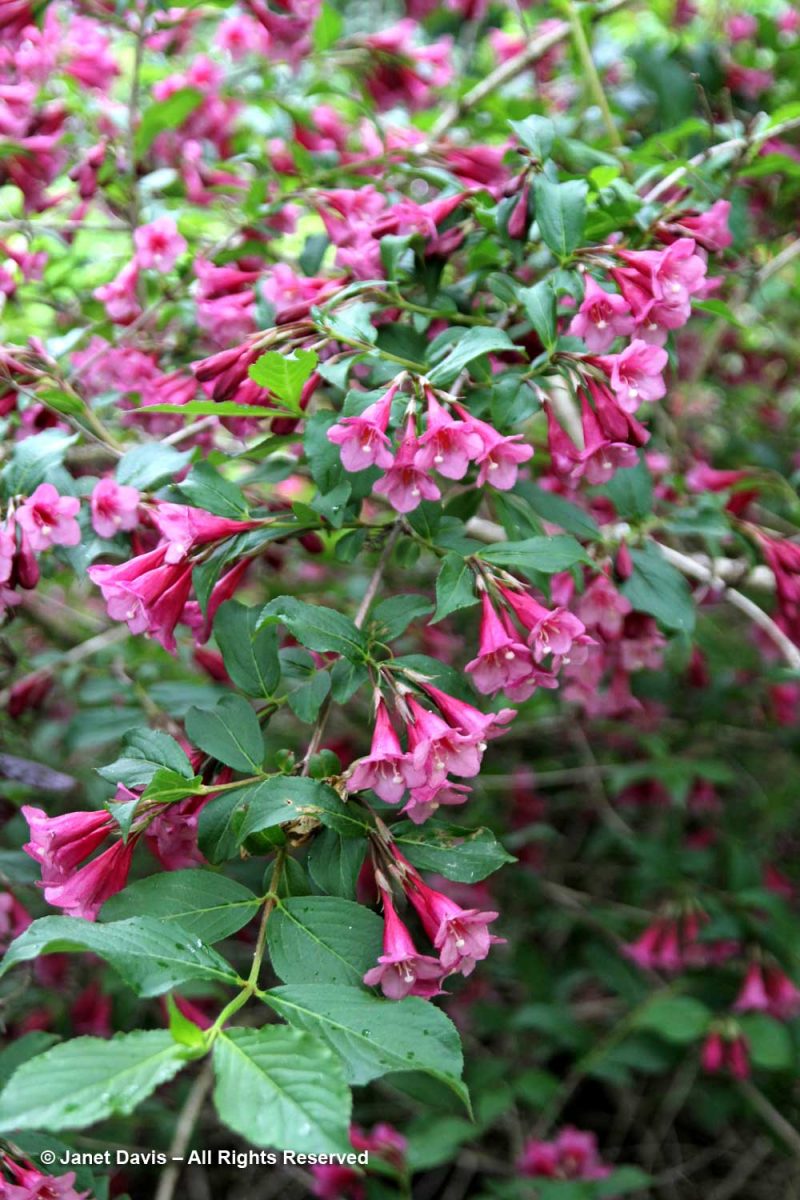 24-Canadian Cultivars-Weigela florida ‘Minuet’-Dance Series-Dr ...