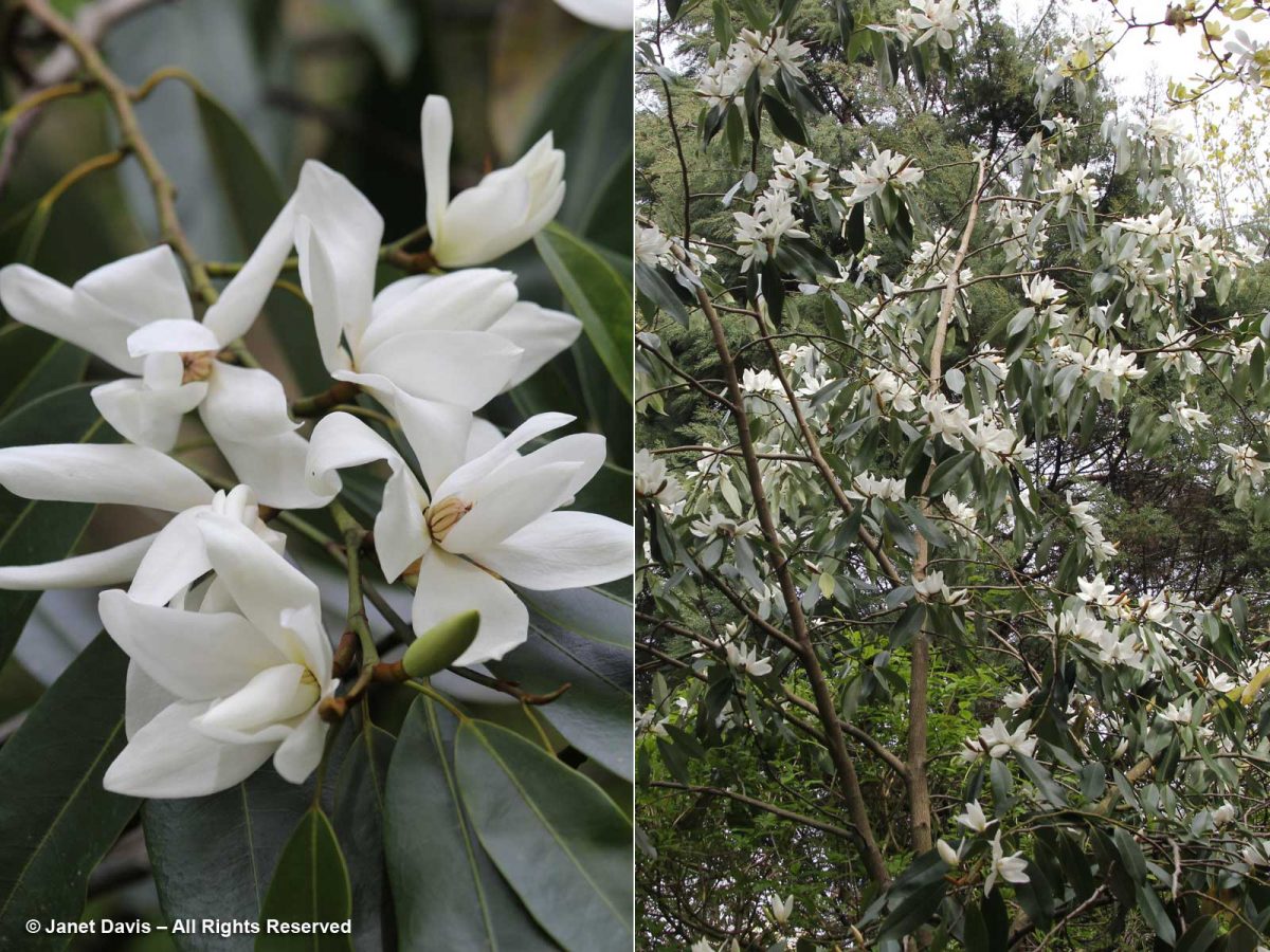 31-Magnolia collection-Magnolia cavaleriei var. platypetala-VanDusen ...