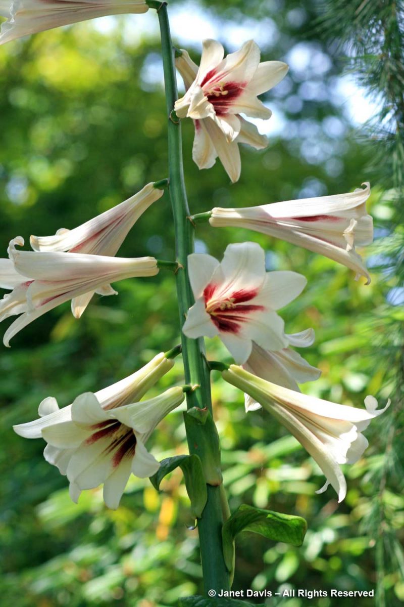 58-Cardiocrinum giganteum-Giant Himalayan Lily-VanDusen Botanical ...