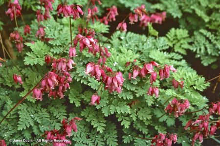 Meet the Poppy Family! | Janet Davis Explores Colour