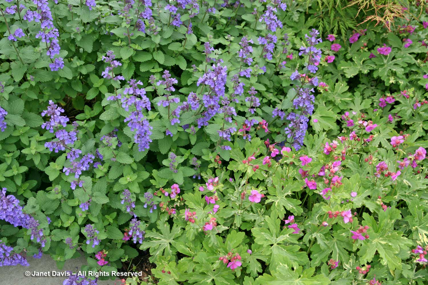 Designing with Perennial Geraniums | Janet Davis Explores Colour