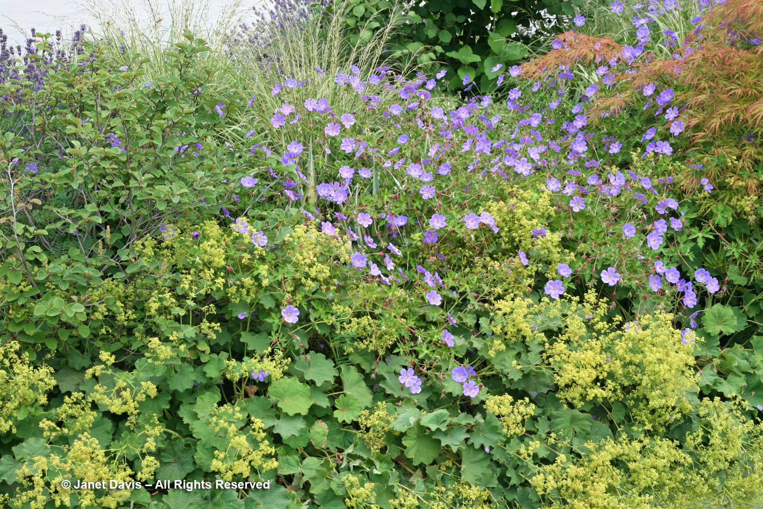 Designing with Perennial Geraniums | Janet Davis Explores Colour