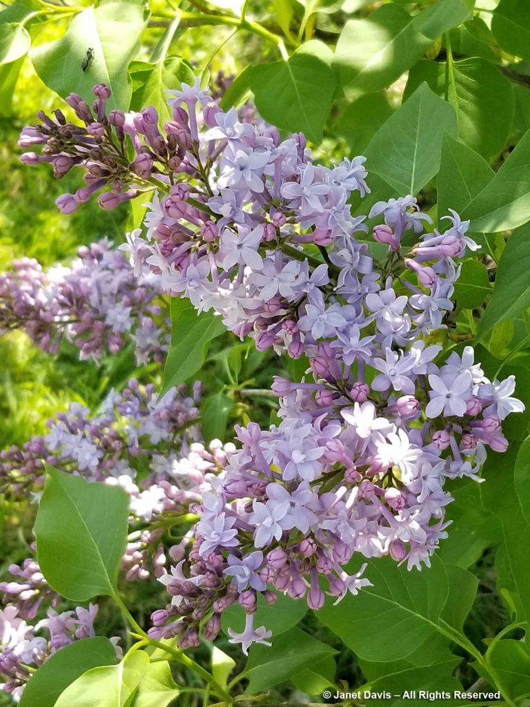 The Rochester Lilac Festival | Janet Davis Explores Colour