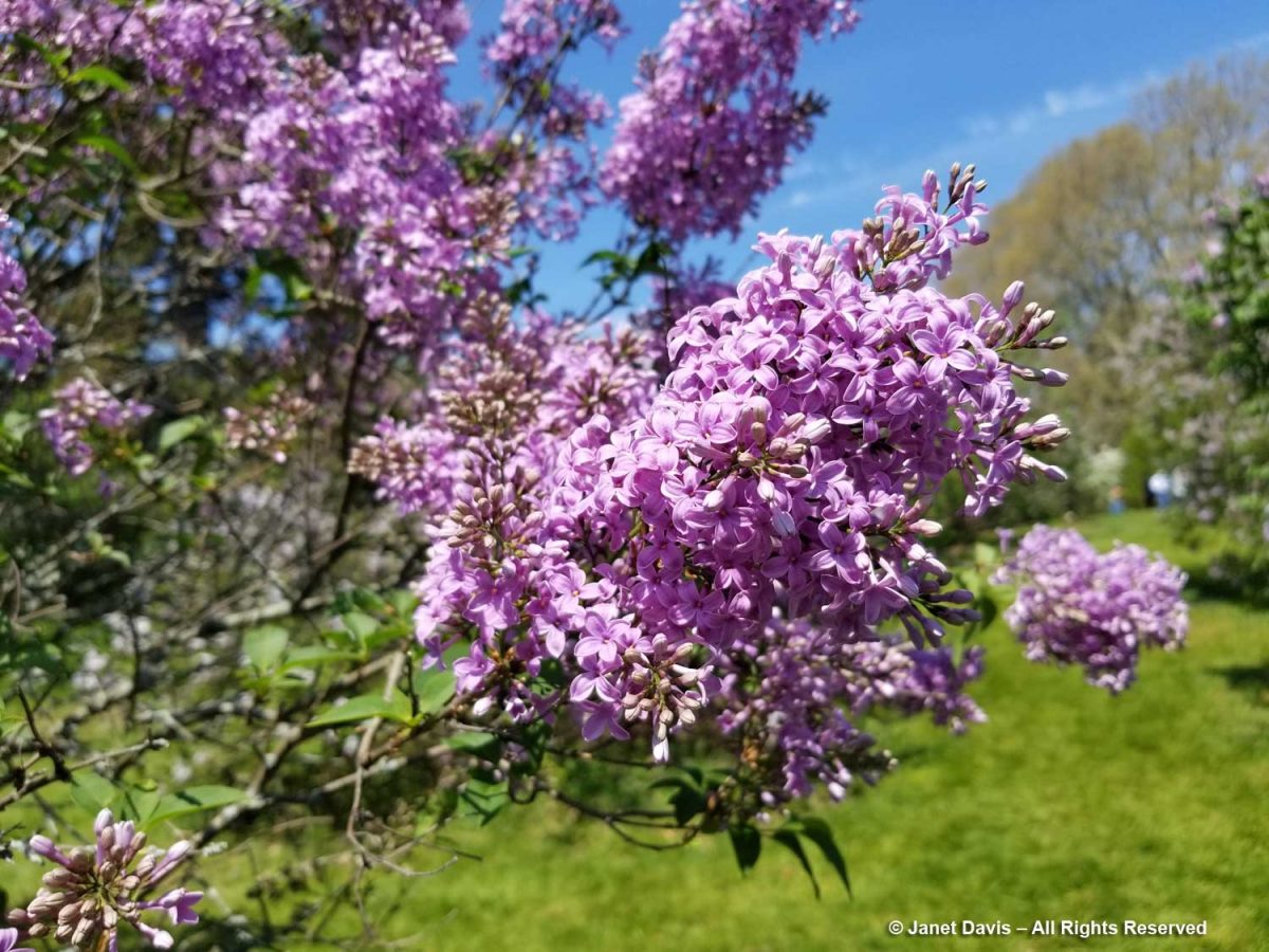 The Rochester Lilac Festival | Janet Davis Explores Colour