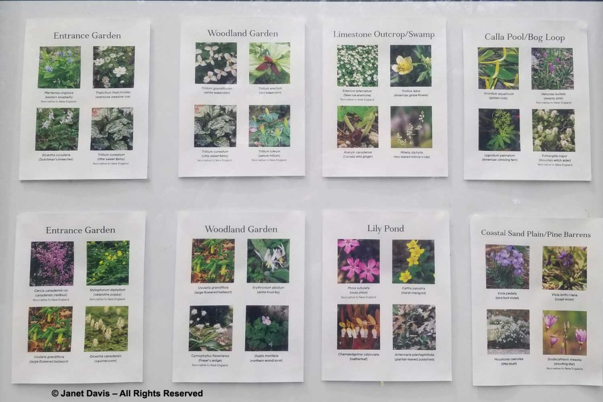 Shade Gardening | Janet Davis Explores Colour