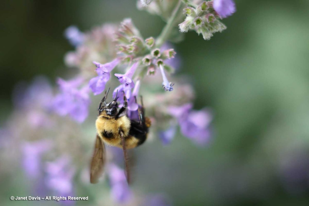 My Garden | Janet Davis Explores Colour