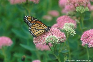 Perennials | Janet Davis Explores Colour